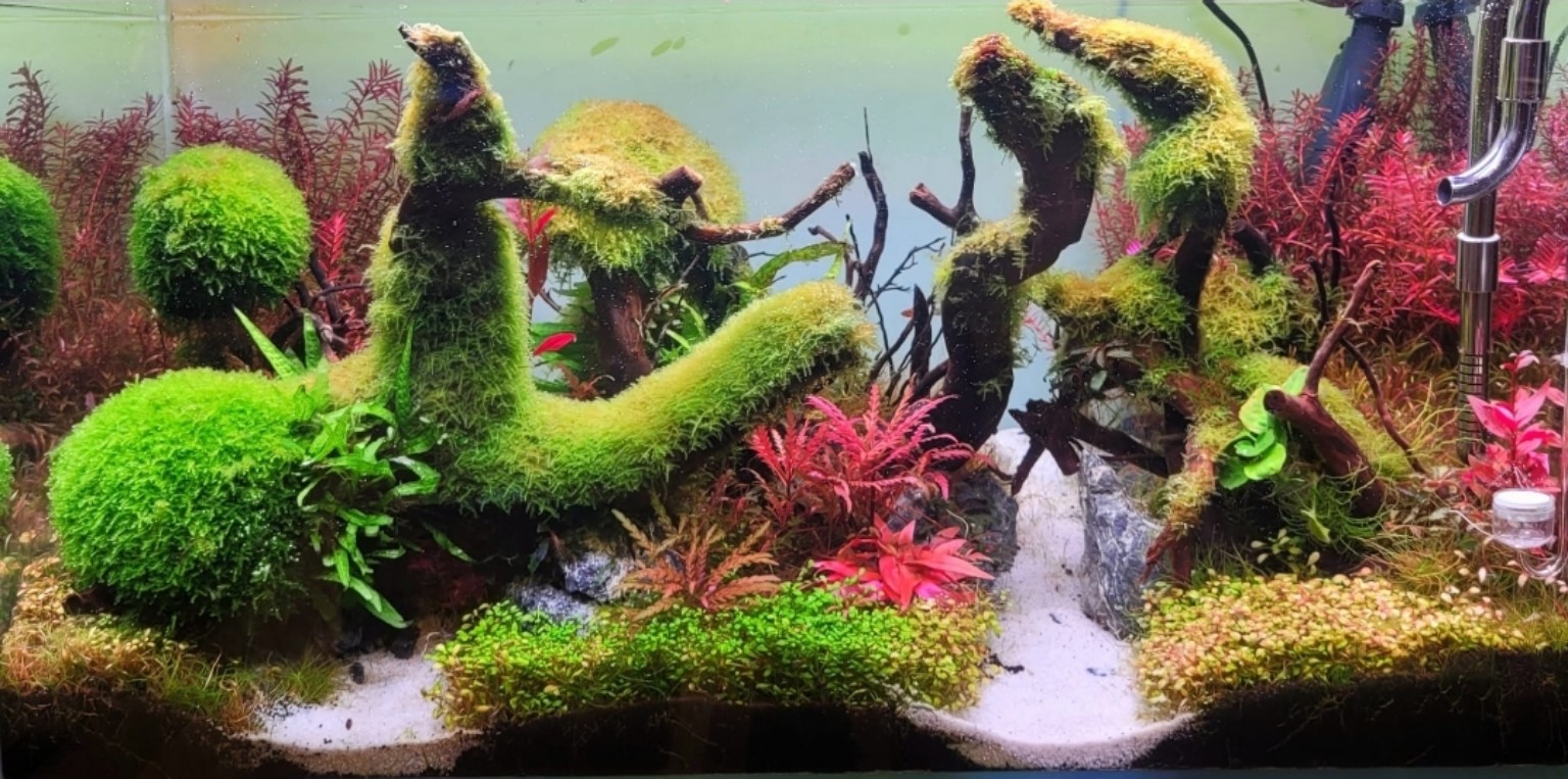 Farbenreiches Aquascape mit roten und grünen Pflanzen