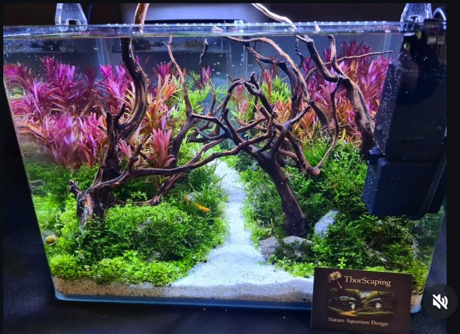 Aquascape mit üppiger grüner Pflanzenwelt